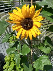 sunflower.jpg