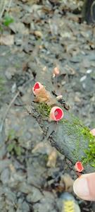 250122-mushrooms-at-snow-island-scarlet-cup-fungus.jpg