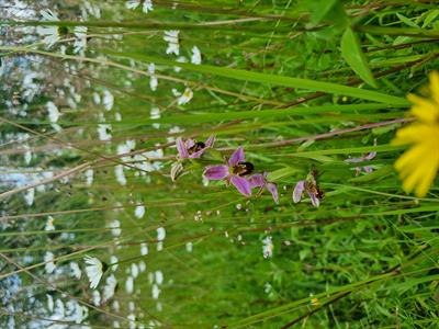 240619-cowslip-field-bee-orchid.jpg