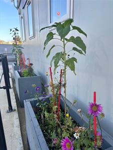 3-of-the-purls-uk-s-planters-at-oocd.jpg