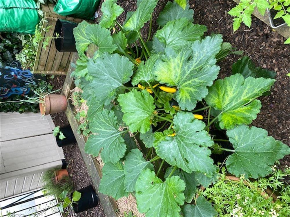 A.P.P.L.E's Kitchen Hub