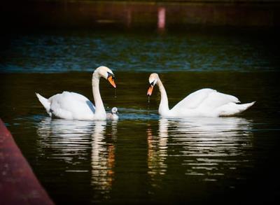 fo-rp-fb-swans.jpg