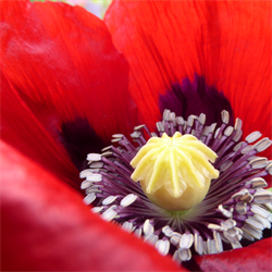 Hazel Douglas
