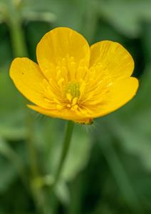 buttercup-creeping.jpeg