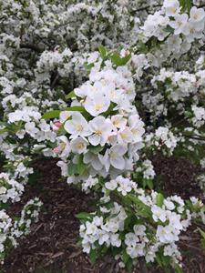 princes-gardens-cherry-tree-3.jpg
