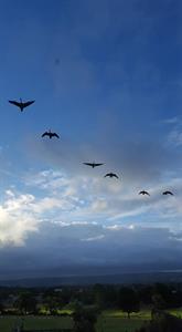 geese-in-sky.jpg
