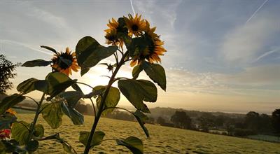 sunflower-and-sky.jpg
