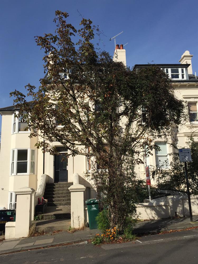 Save Springfield Road, Brighton trees!