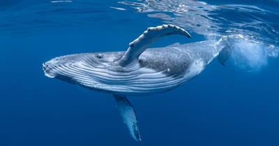 whale-2.jpg