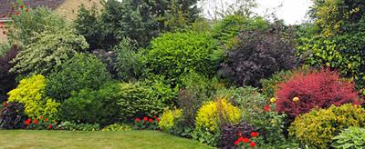 shrubs-1.jpg