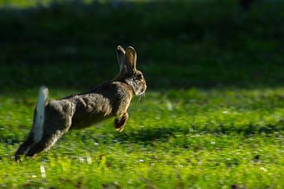 hopping-bunny.jpg