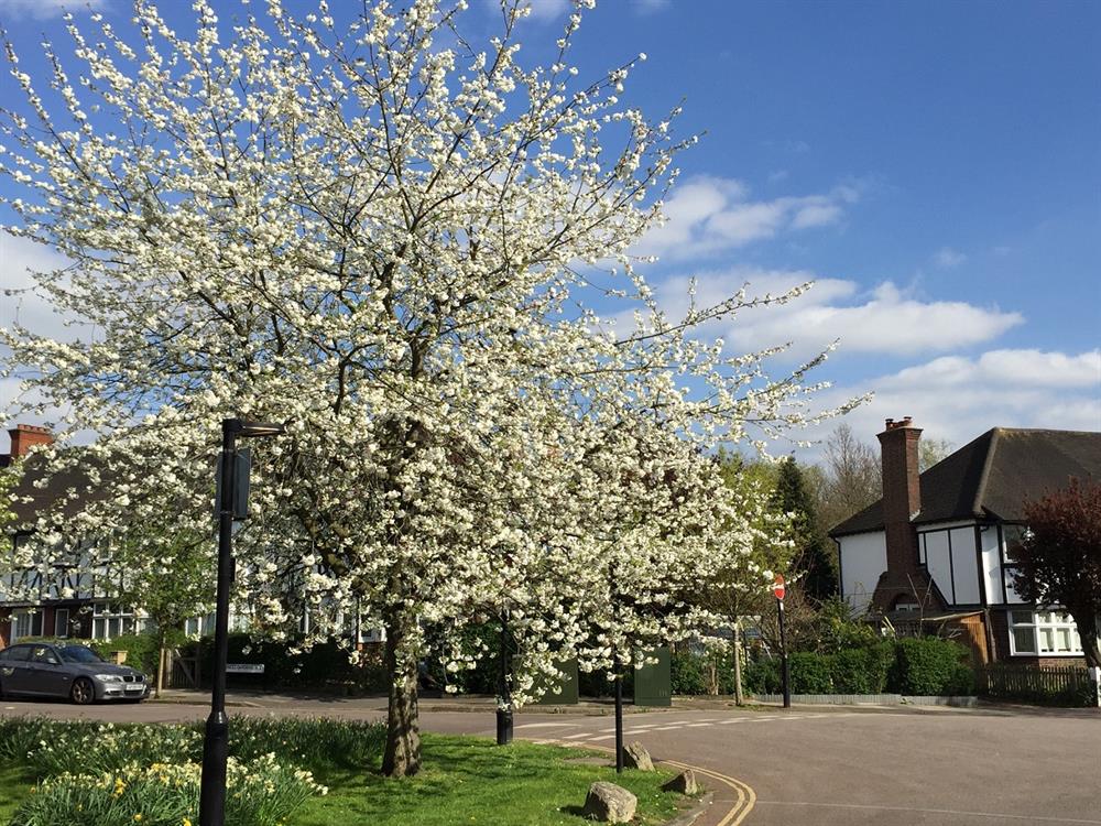 6 cherry tree walk creating a cherry tree walk west acton 6 cherry tree walk creating a cherry tree walk west acton