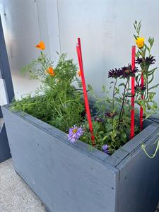 one-of-our-planters-at-oocd.jpg