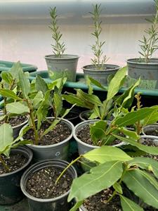 bay-cuttings-in-the-polytunnell-nov-21.jpg