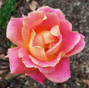 rose-reduced-size.jpg