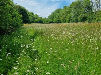 240619-cowslip-field.jpg