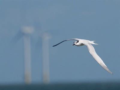 sandwich-tern.jpg