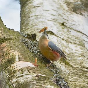nuthatch-in-arbo-extension.jpg