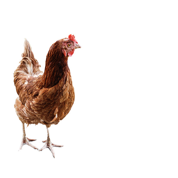 Botley Flour Milling Company