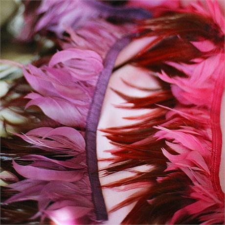 Bird Of Paradise Fringe Image 1