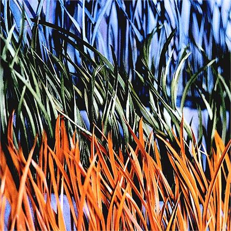 Fine Stripped Goose Fringe Image 1
