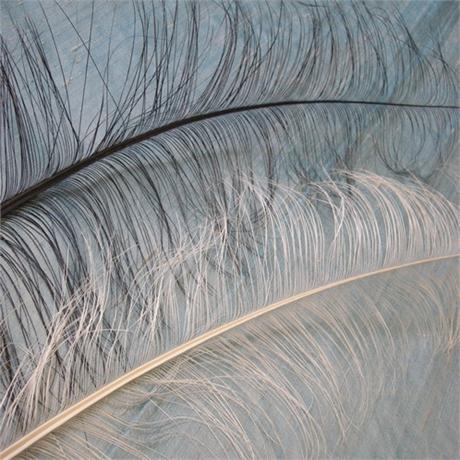 Burnt Spadone Ostrich Feather Image 1