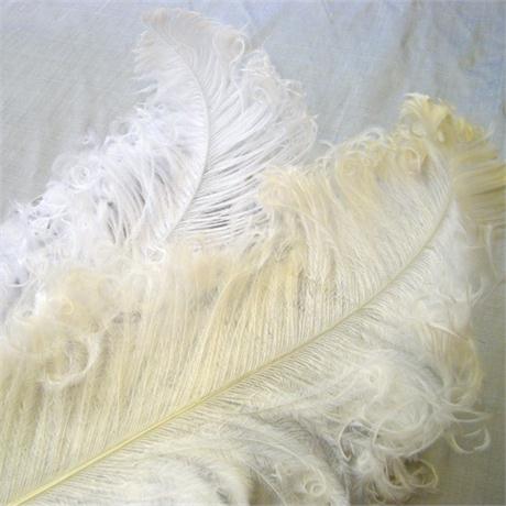 Curled Ostrich Feather Image 1