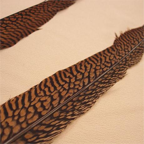 Natural Golden Pheasant Centre Feather Image 1