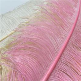 Medium Ostrich Feather Thumbnail Image 1