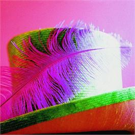 Small Prime Ostrich Feather Thumbnail Image 1