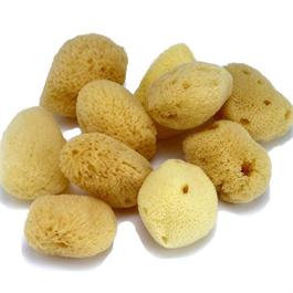 Artists' Natural Sponges Pack Of 10 thumbnail