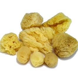 Artists' Natural Sponges Pack Of Assorted Sizes thumbnail