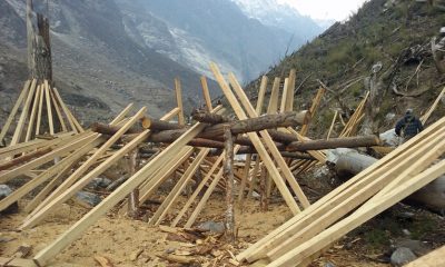 Samaritan’s Purse hopes to use all the trees uprooted by the earthquake for lumber for rebuilding.