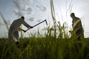 Samaritan's Purse provided seeds, tools and training for this community farm