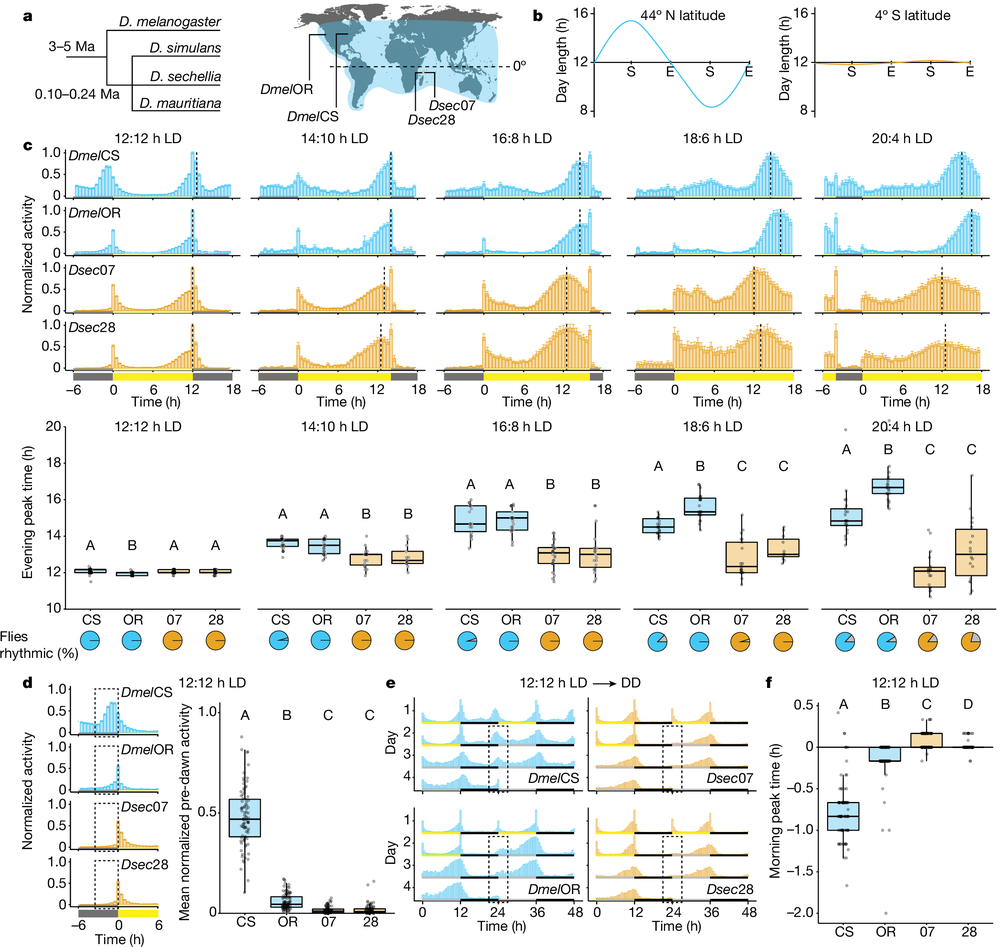 Circadian plasticity evolves through regulatory changes in a neurope