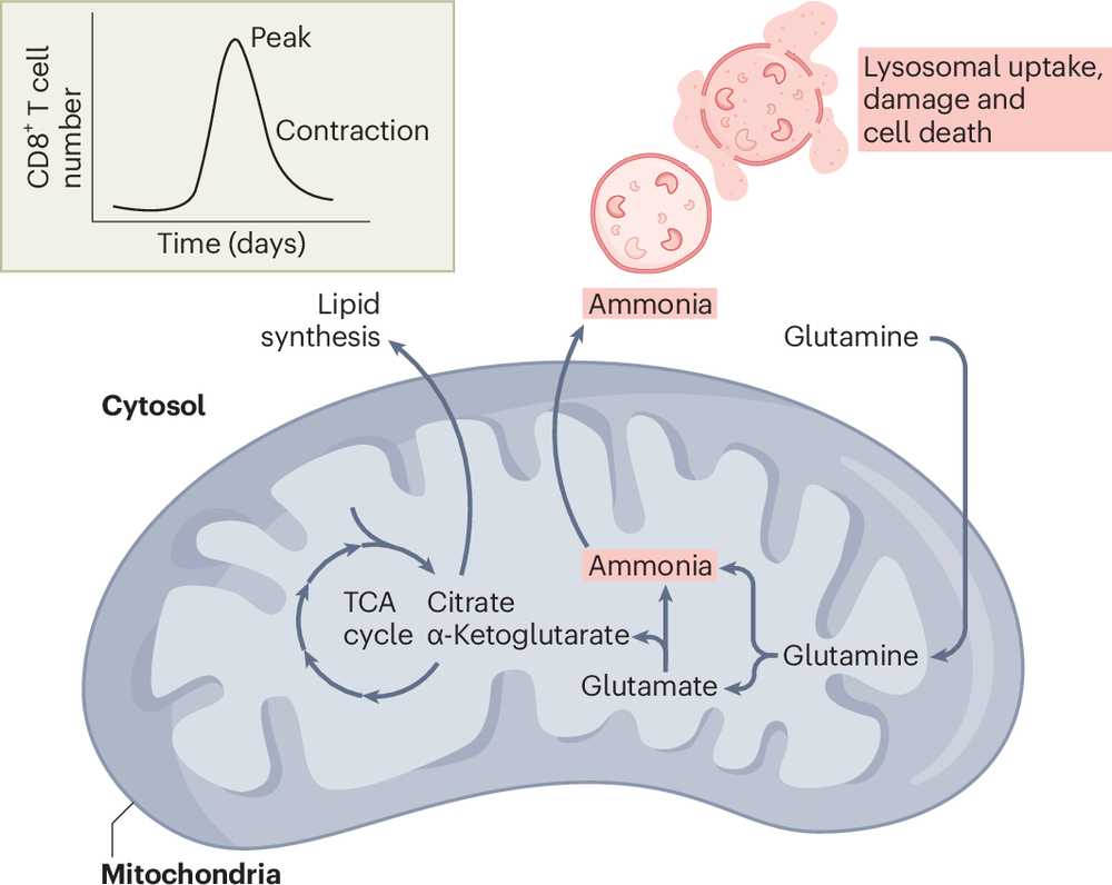 Waste management and cell death in T cells Researcher An App For