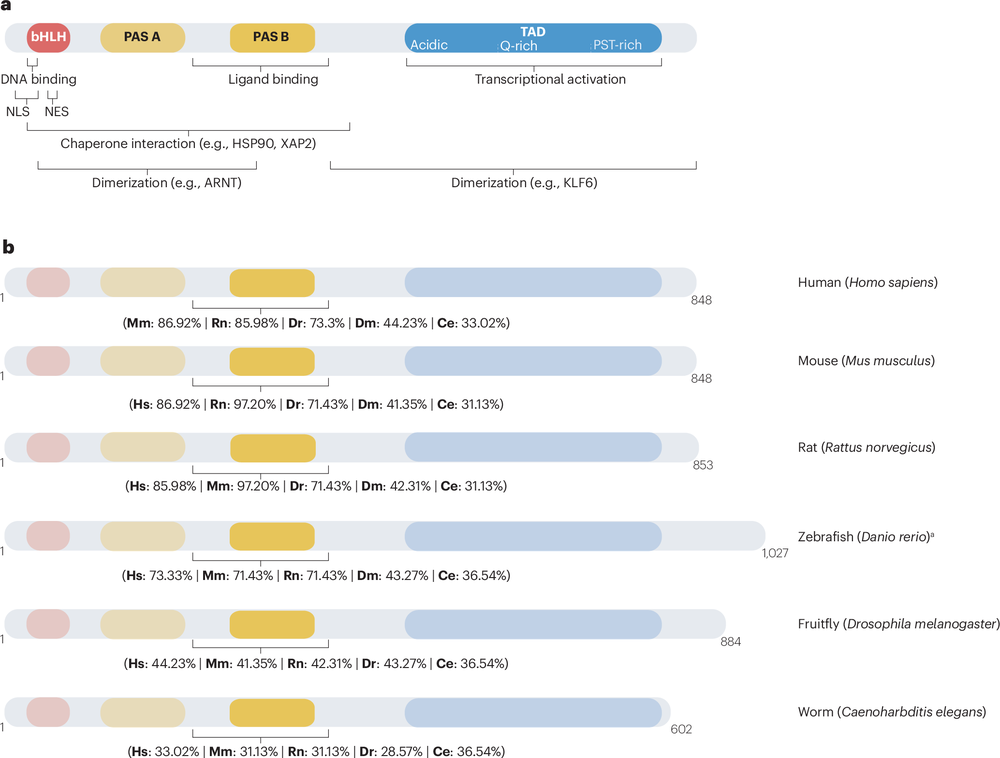 The role of the AHR in hostpathogen interactions Researcher An