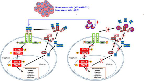 сигналинг в экономике. Stat3. Zynos. Pd l1 tps 5% расшифровка. P stat.