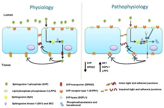 Inflammatory Conditions Disrupt Constitutive Endothelial Cell Barrie