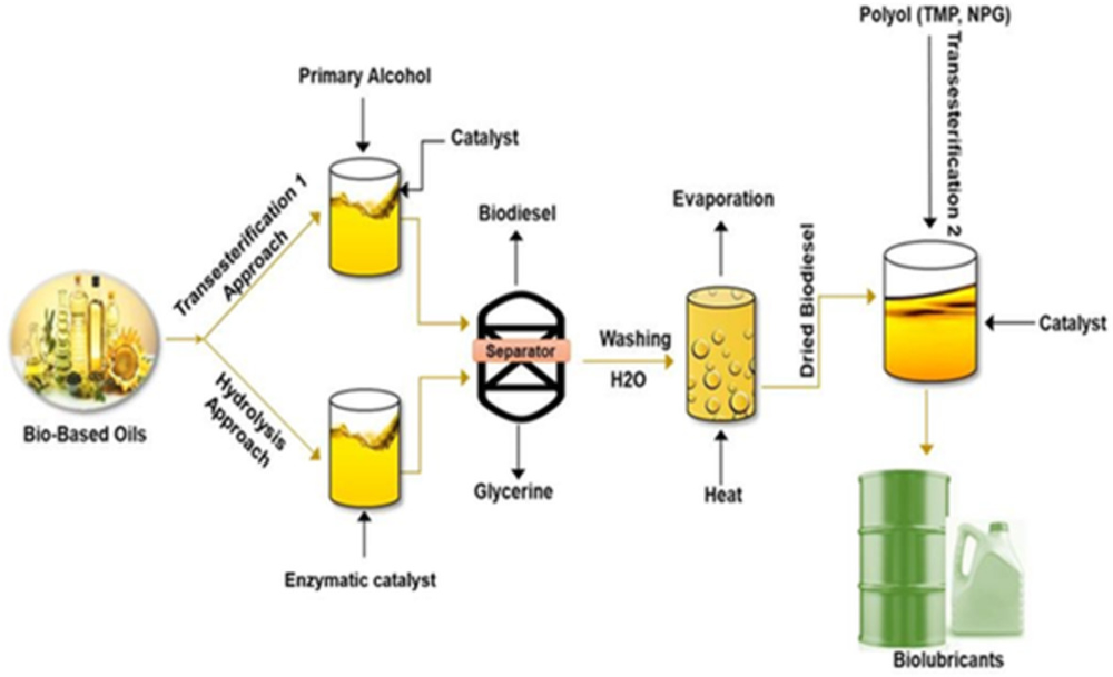 Biolubricant production via esterification and transesterification p