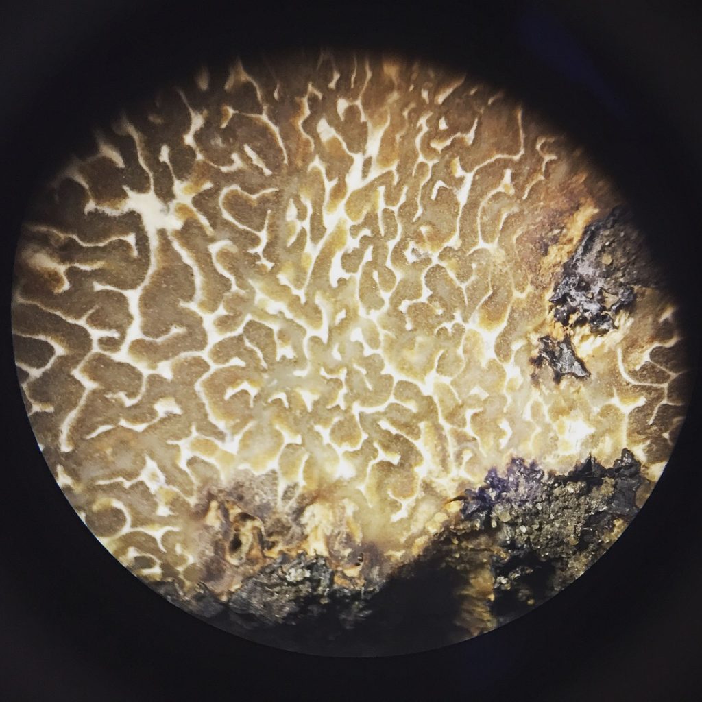 Cross section of a truffle through a microscope