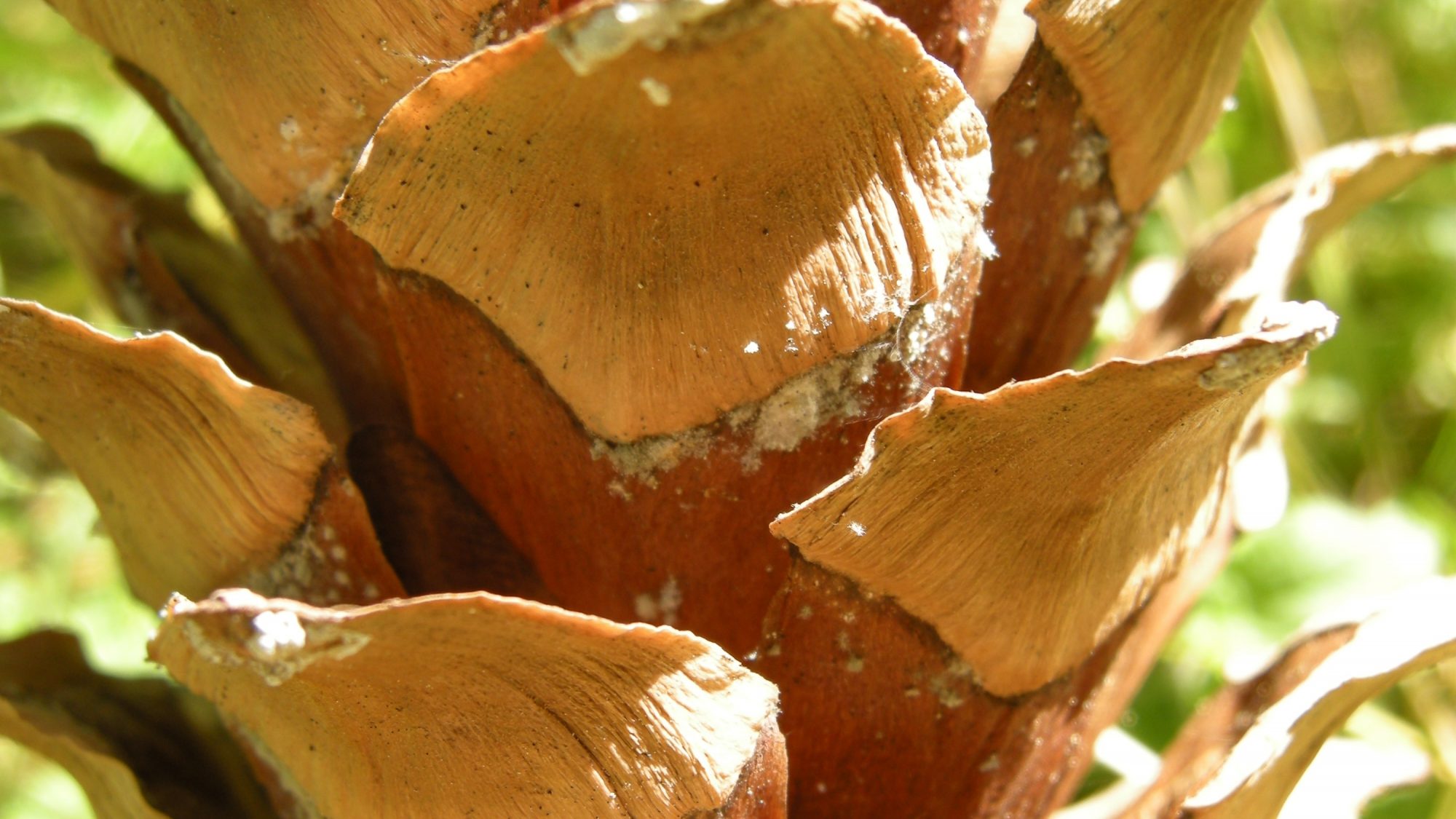 Pine cone