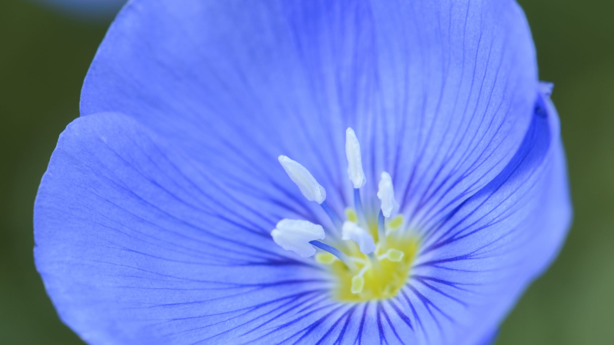Linum perenne flowers open at dawn