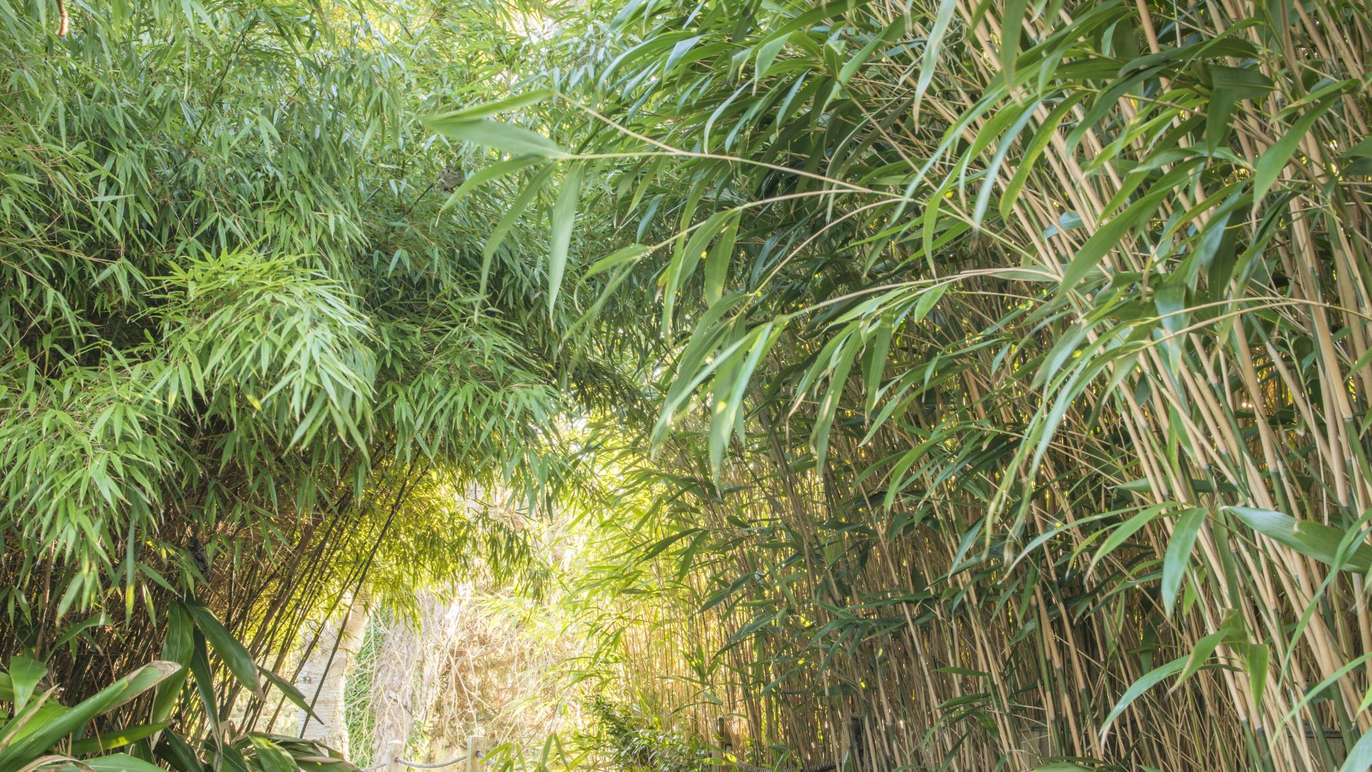 Bamboo in the Bog Garden.