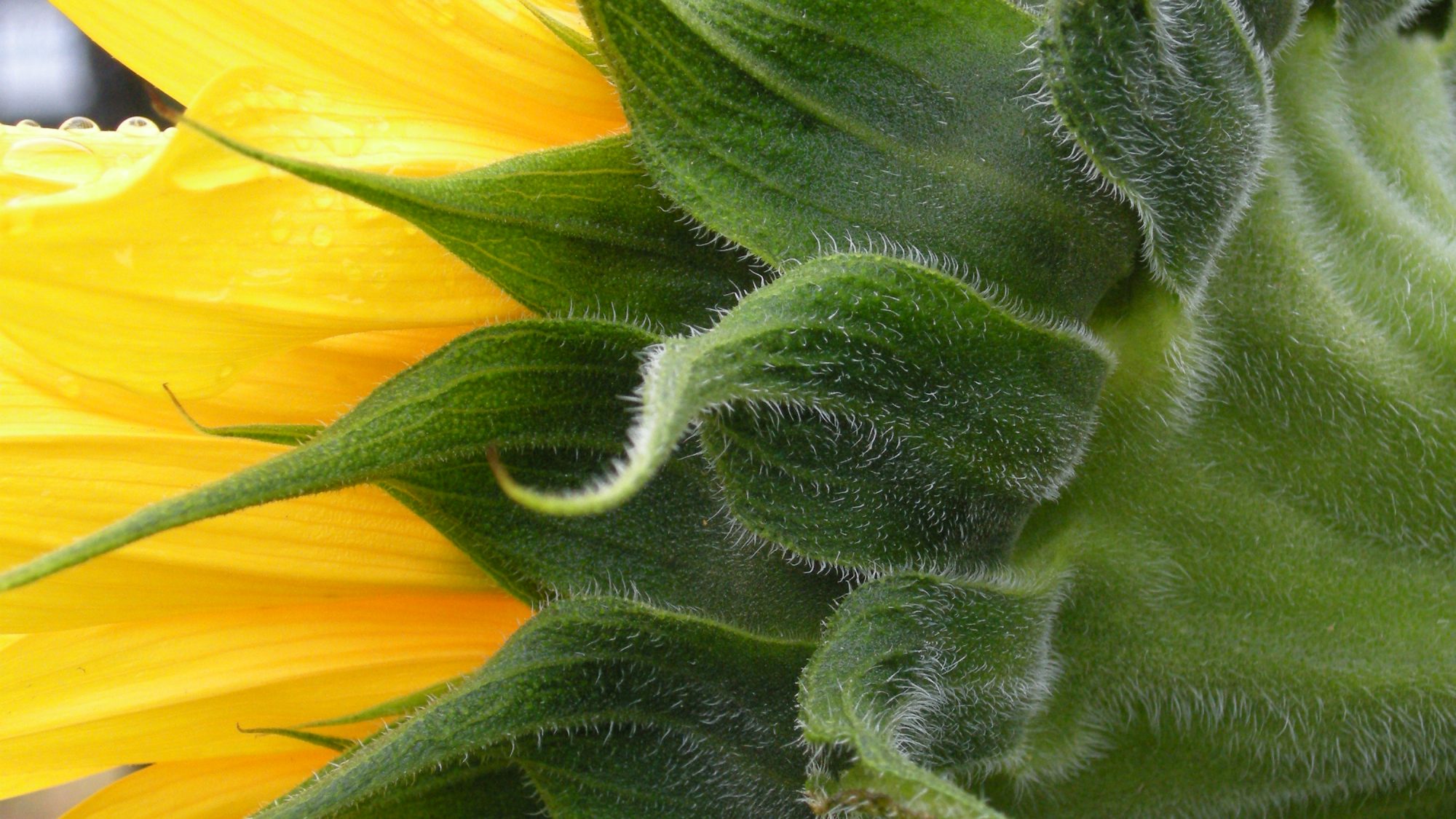 Helianthus (Sunflower).