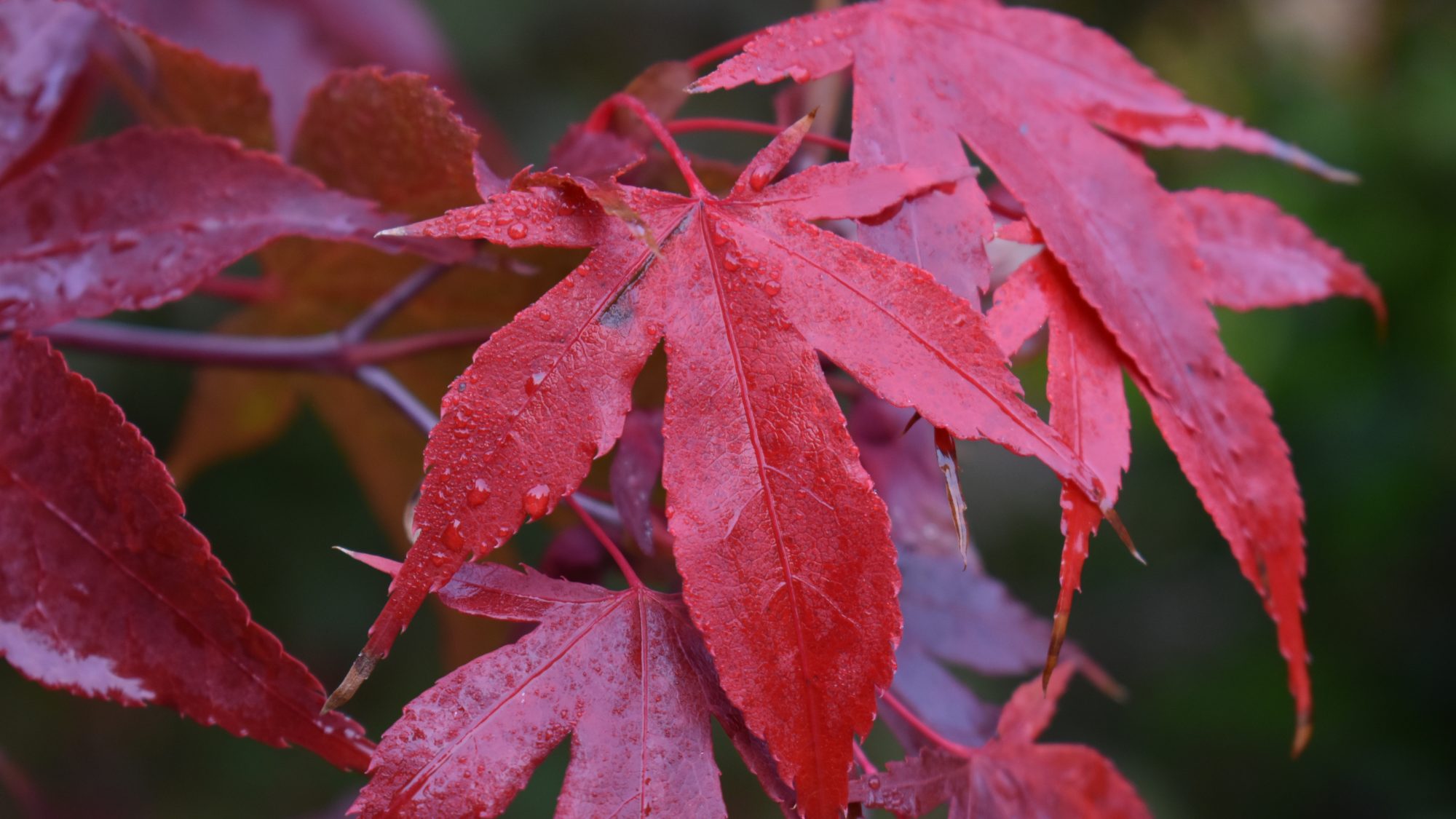 Acer palmatum 'Osakazuki'