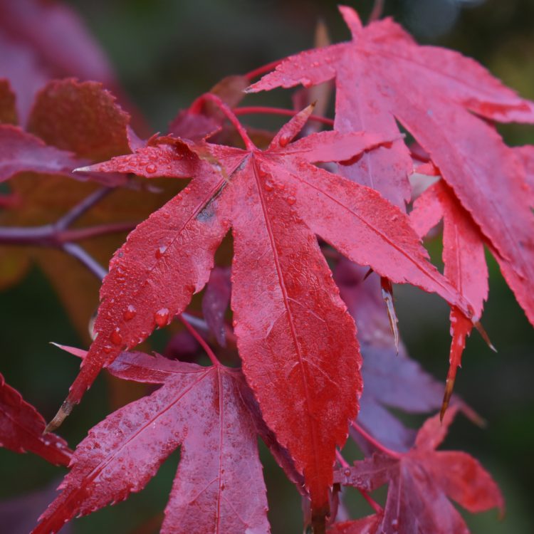 Acer palmatum ‘Osakazuki’