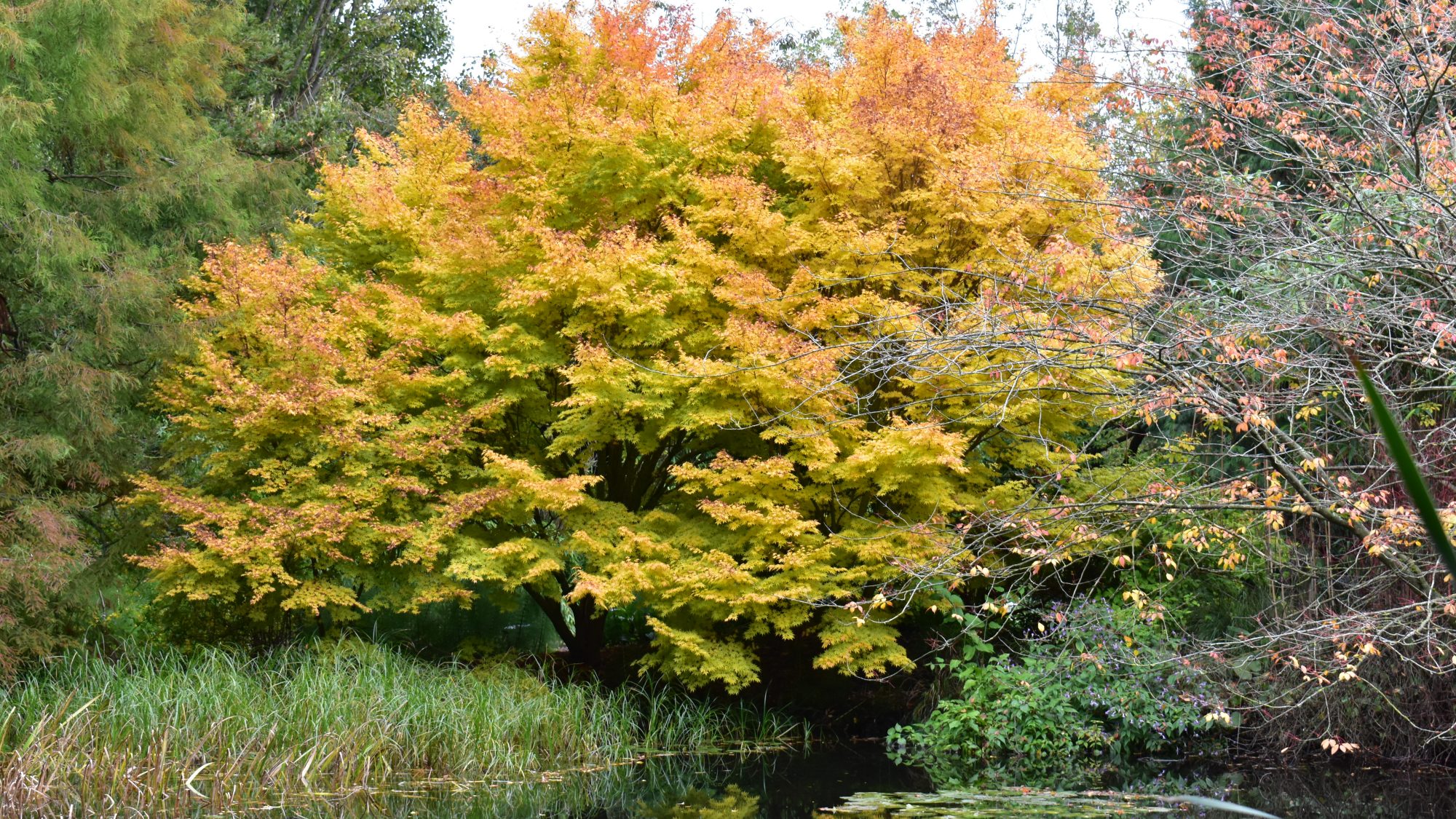 Acer palmatum 'Sango-Kaku'