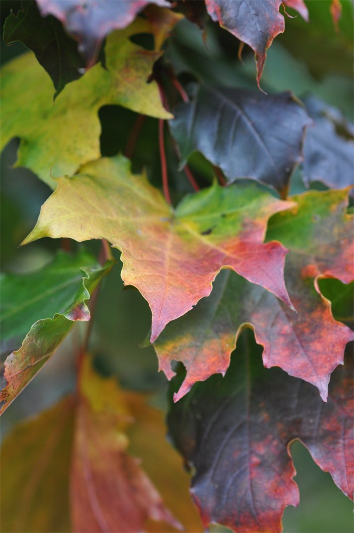 Acer platanoides 'Goldsworth Purple'