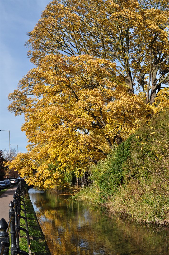 Acer pseudoplatanus in autumn
